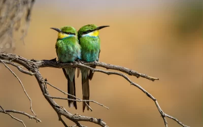 Bundala & Udawalawe – Birdlife and Elephants in Harmony