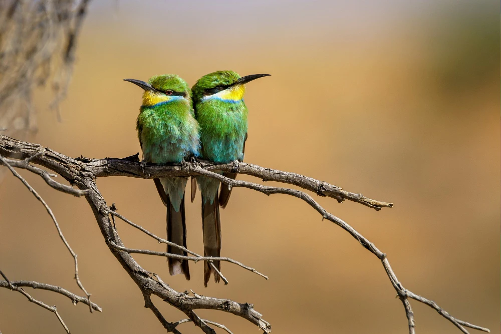 Bundala & Udawalawe – Birdlife and Elephants in Harmony