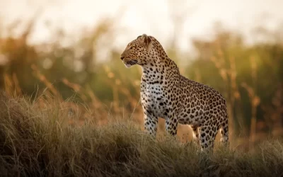 Yala National Park – The Kingdom of Leopards