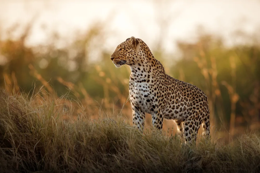 Yala National Park – The Kingdom of Leopards