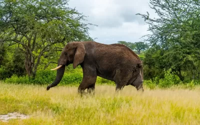 Travel Tips for First-Time Visitors to Yala & Tissamaharama