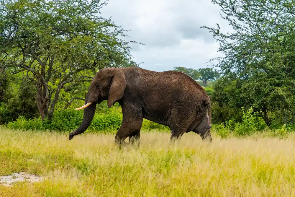 Travel Tips for First-Time Visitors to Yala & Tissamaharama